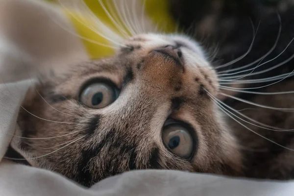 Egy Közelkép Egy Aranyos Házi Macskáról Elbűvölő Szemekkel Ahogy Kamerába — Stock Fotó
