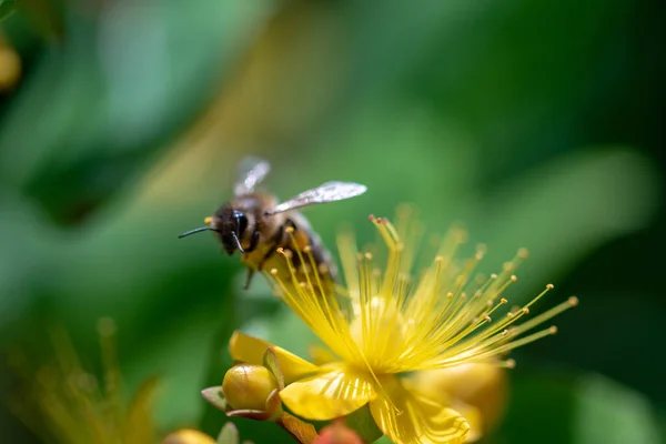 一只小蜜蜂对黄斑的选择性聚焦拍摄 — 图库照片