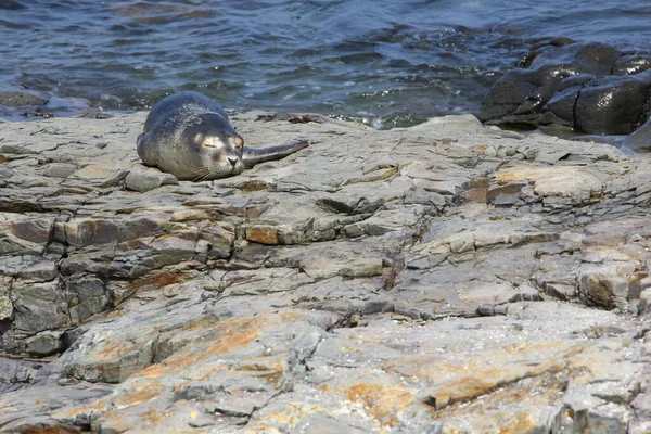 海の上の岩の上に横たわるかわいいアシカの高い角度のショット — ストック写真