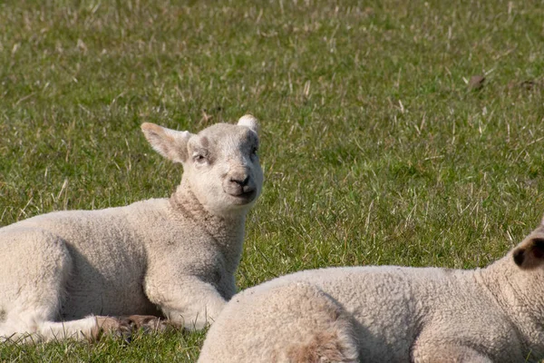 フィールドに横たわっている子羊のクローズアップショット — ストック写真
