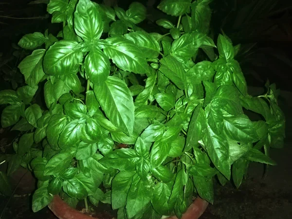 Eine Hochwinkelaufnahme Einer Grünen Zimmerpflanze — Stockfoto