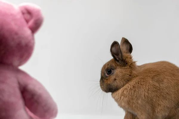 A rabbit captured with a fluffy toy with a white background