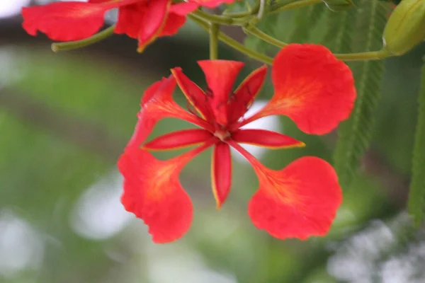 Selective Focus Shot Red Delonix Regia Blossom — Stock Photo, Image