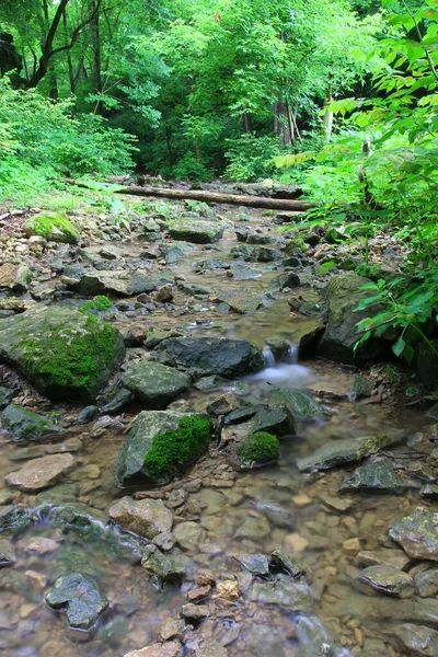 森の中の木々や川の息をのむような垂直ショット — ストック写真