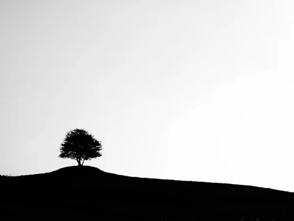Die Silhouette Eines Einzelnen Baumes Auf Einem Hügel Mit Weißem — Stockfoto