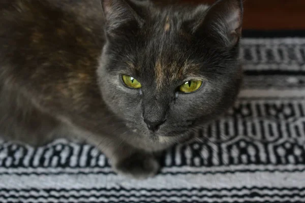 緑の目の美しい灰色の猫のクローズアップショット — ストック写真