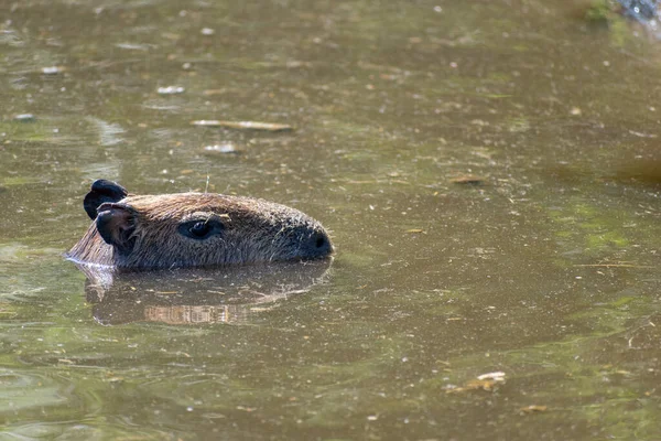 Een Close Van Een Capybara Zwemmen Een Vijver Bij Daglicht — Stockfoto