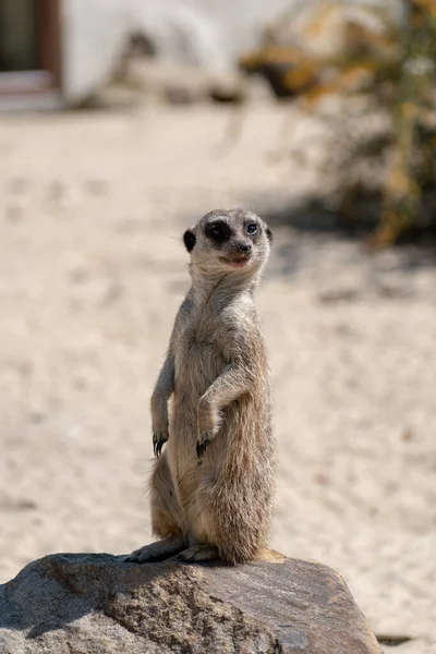 Tiro Vertical Meerkat Bonito Sobre Uma Rocha Durante Dia — Fotografia de Stock