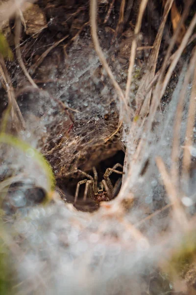 거미줄 거미의 클로즈업 — 스톡 사진