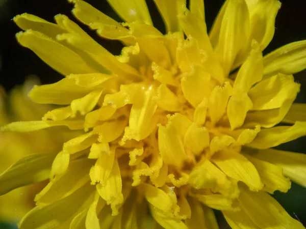 Bahçedeki Güzel Sarı Bir Karahindiba Çiçeğinin Yakın Çekimi — Stok fotoğraf