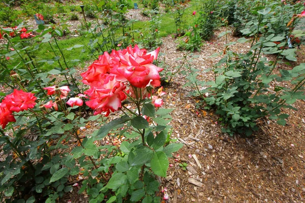 Die Rosafarbenen Rosen Einem Garten Der Tagsüber Eingefangen Wurde — Stockfoto