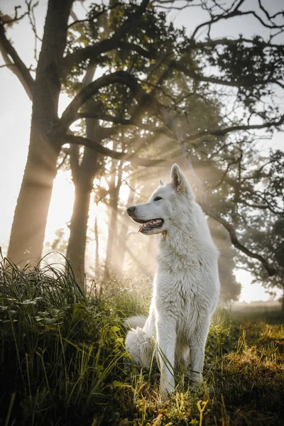 Egy Gyönyörű Függőleges Felvétel Egy Fehér Kutyáról Aki Egy Parkban — Stock Fotó