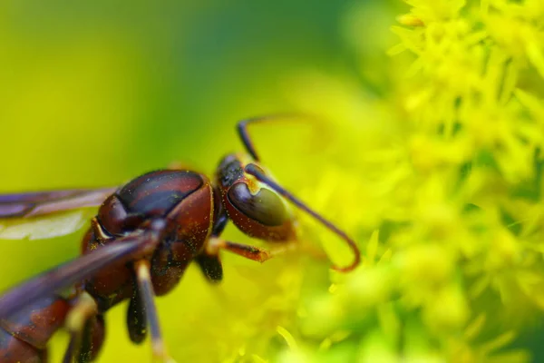 Fotografía Macro Cerca Extrema Una Hormiga Sobre Una Flor Amarilla —  Fotos de Stock