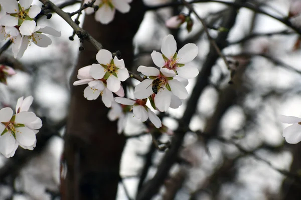 Selektivní Záběr Třešňových Květů Stromě — Stock fotografie