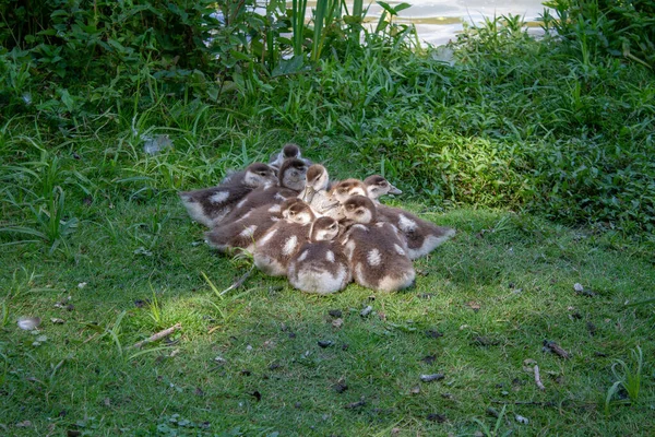 Primer Plano Patito Alimentándose Hierba Cerca Río — Foto de Stock