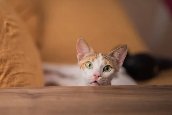Nahaufnahme Einer Katze Die Haus Auf Dem Boden Liegt — Stockfoto