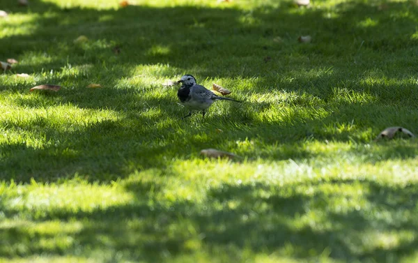 Hermoso Tiro Pájaro Una Hierba Jardín — Foto de Stock