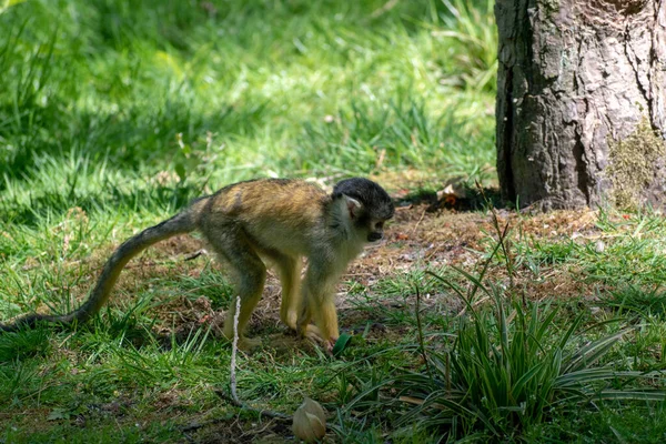 Closeup Adorable Saimiri Monkey Ground Daylight — Stock Photo, Image