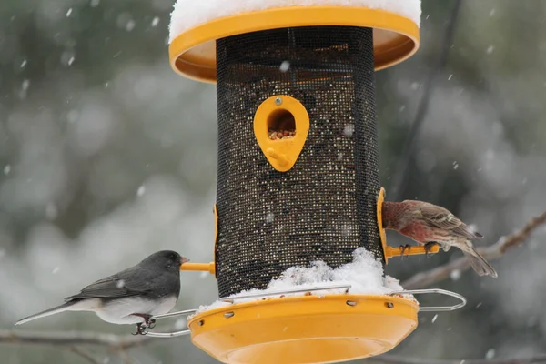 雪の日に巣の近くの家のフィンチの鳥の低角度ショット — ストック写真