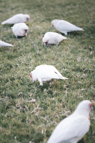 Primer Plano Corellas Australianas Blancas Comiendo Hierba — Foto de Stock