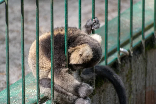 Selective Focus Shot Brown Lemur Trying Get Out Zoo Fence — Stock Photo, Image