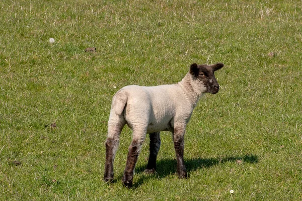 Ein Süßes Kleines Lamm Auf Einer Weide — Stockfoto