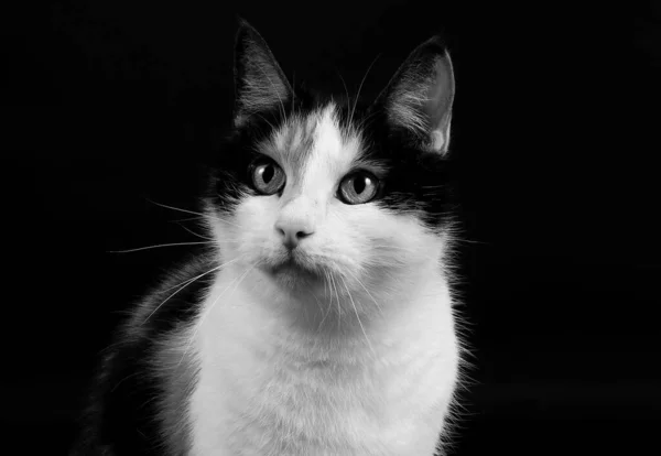 Eine Isolierte Graustufen Nahaufnahme Des Gesichts Einer Calico Katze — Stockfoto