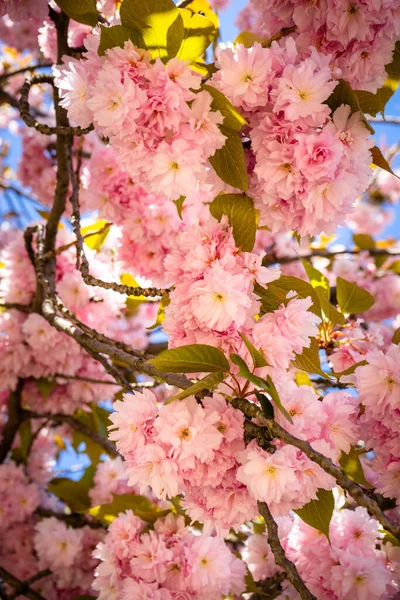 Disparo Vertical Una Flor Cerezo Rosa Durante Día Soleado — Foto de Stock