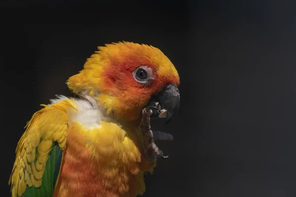 Tiro Perto Papagaio Periquito Amarelo — Fotografia de Stock