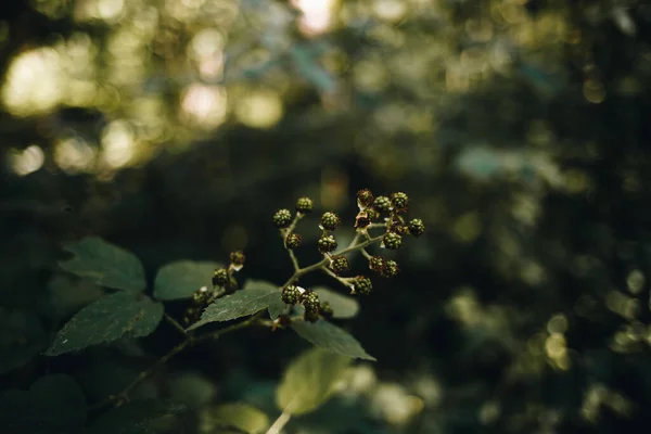 Gros Plan Une Belle Mûre Sous Fond Flou — Photo