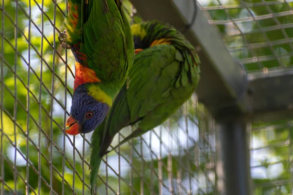 Primo Piano Macaw Soldati Sul Muro Della Gabbia — Foto Stock