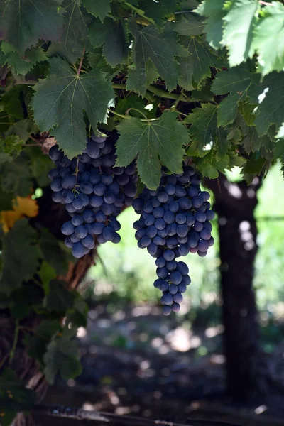 Gros Plan Raisins Noirs Poussant Sur Arbre — Photo