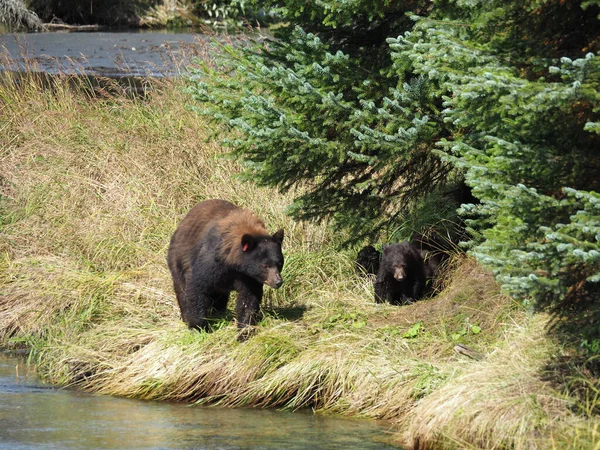 森林里一只可爱的棕熊迷人的镜头 — 图库照片