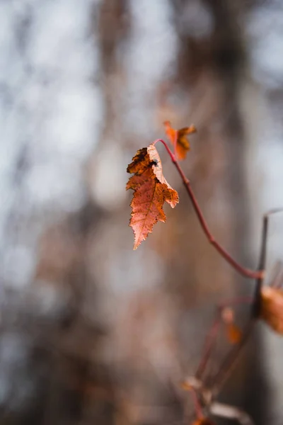 Plan Sélectif Feuille Orange Sur Une Branche — Photo