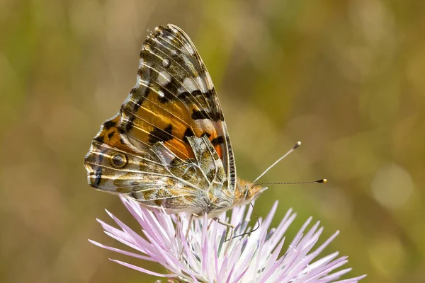 Vanessa Cardui Orange Butterfly Pink Thistle Looking Food — Stock Photo, Image