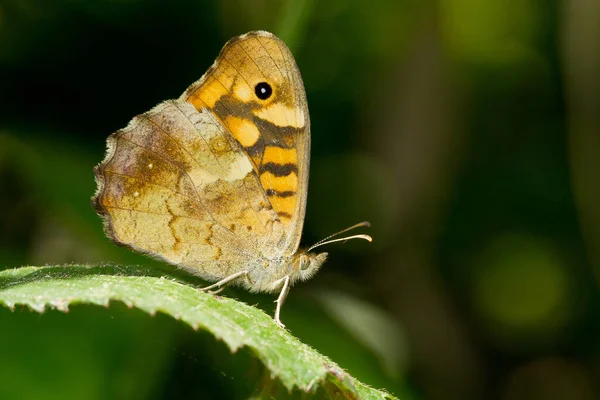 Pararge Aegerea Motyl Ścian Liściu Ogrodzie — Zdjęcie stockowe
