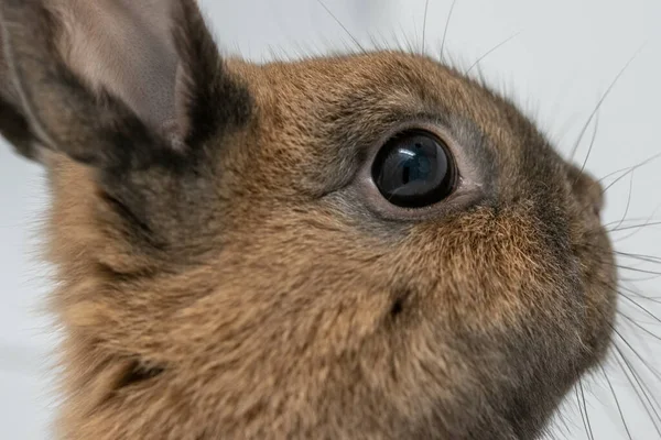 Nahaufnahme Eines Braunen Zwergkaninchens — Stockfoto