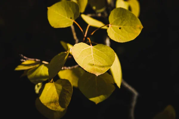 Selective Focus Shot Green Leaves Branch Isolated Black Background — Foto de Stock