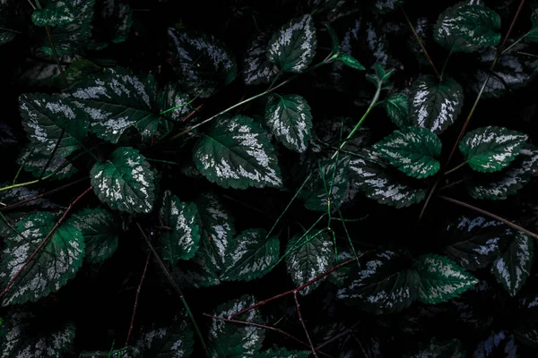 Неглибокий Фокусний Постріл Яскраво Зеленої Рослини — стокове фото