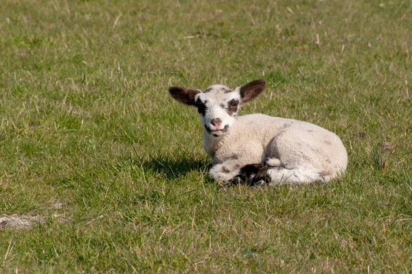 Een Schattig Lam Zittend Het Groene Gras — Stockfoto