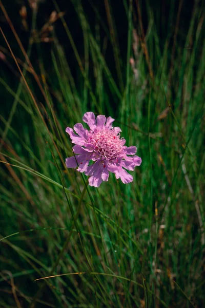 Vertical Shot Scabious Forest — Stock Photo, Image