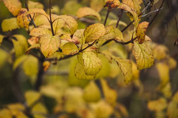 枝に緑色の葉の選択的焦点ショット — ストック写真