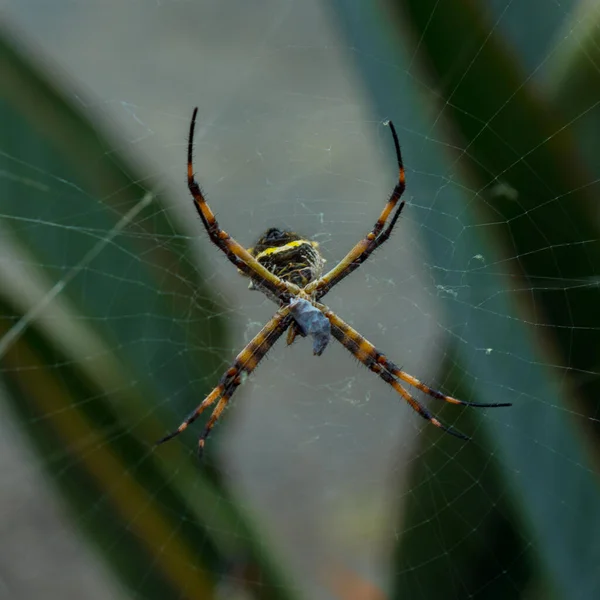 Foco Suave Uma Aranha Listrada Amarela Uma Teia — Fotografia de Stock