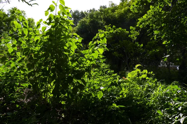 Прекрасний Знімок Зелених Дерев — стокове фото