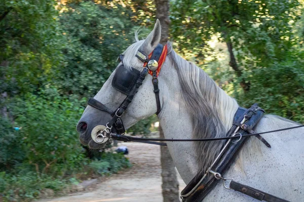 Tiro Perto Cavalo Branco — Fotografia de Stock