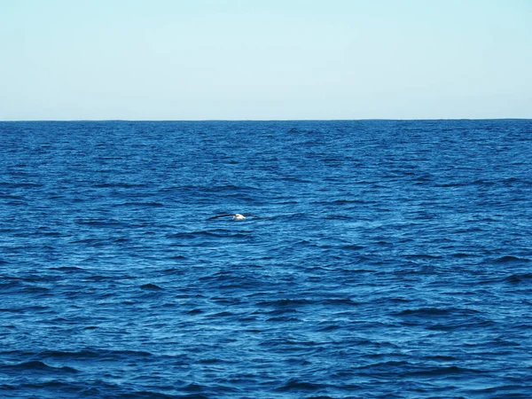 Uma Foto Hipnotizante Uma Bela Paisagem Marinha Durante Dia — Fotografia de Stock