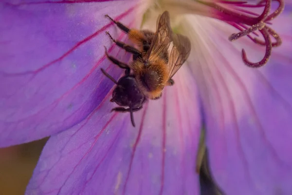 Крупный План Пчелы Собирающей Пыльцу Цветка Саду — стоковое фото