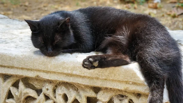 Detailní Záběr Černošky Spící Kočky — Stock fotografie
