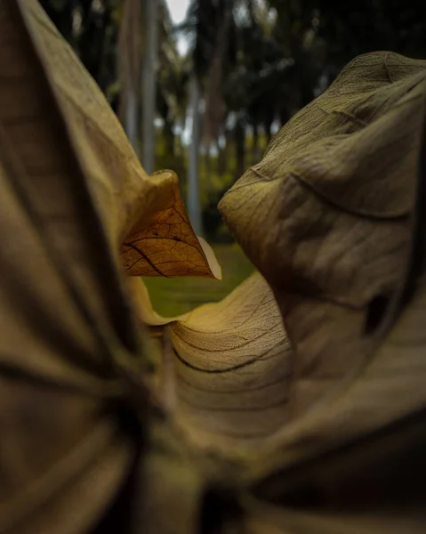 Tiro Abstrato Uma Folha Enrolada Emoldurando Parque Embaçado Fundo — Fotografia de Stock