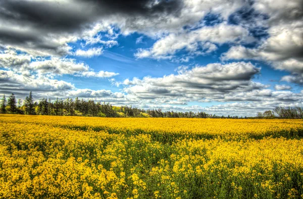 Tiro Panorâmico Campo Cheio Flores Amarelas Fundo Dia Nublado — Fotografia de Stock